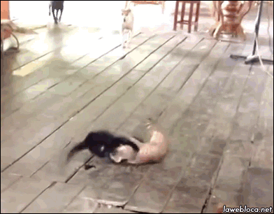 giphy.gif