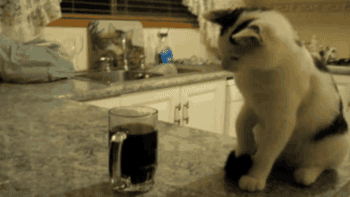 tumblr_o1ryh8XsN91s02vreo1_400.gif