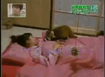 giphy.gif