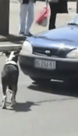 tumblr_norhy8Oj3p1s2yegdo1_400.gif