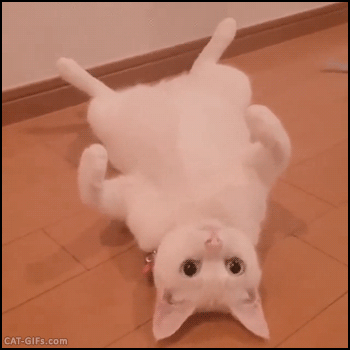ebd05a42fbbd5f8f829bbad5682cf823.gif