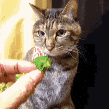 brocolli-thief.gif