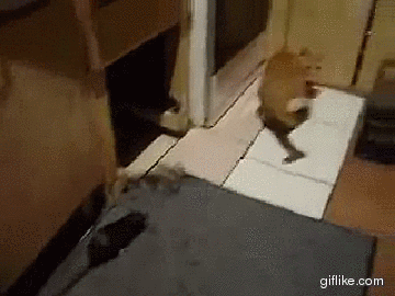 hornoxe.com_gifdump158_19.gif