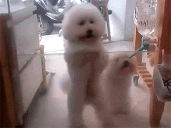 giphy.gif
