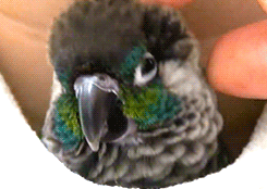 f83eb1ad501c4e9b84030ab9475dfbe1.gif