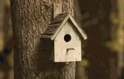 a2a2294cc3b769eae7f5b182f67f1ab9.gif