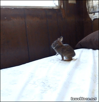 hornoxe.com_gifdump97_39.gif