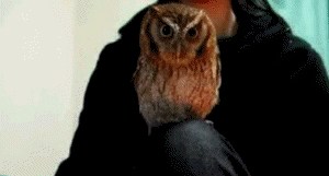425.gif