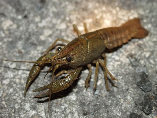 pond_crayfish2.jpg