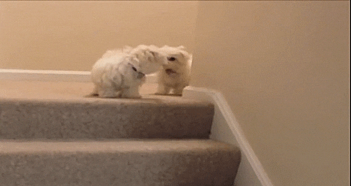 giphy.gif