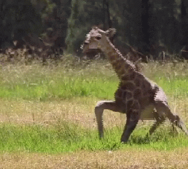 giphy.gif
