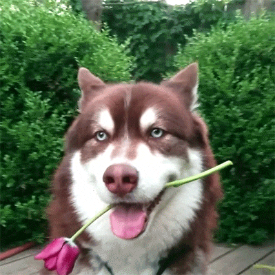 giphy.gif