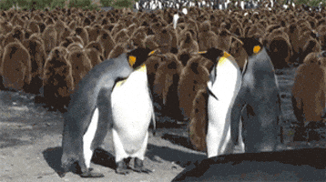 200.gif