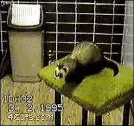 giphy.gif