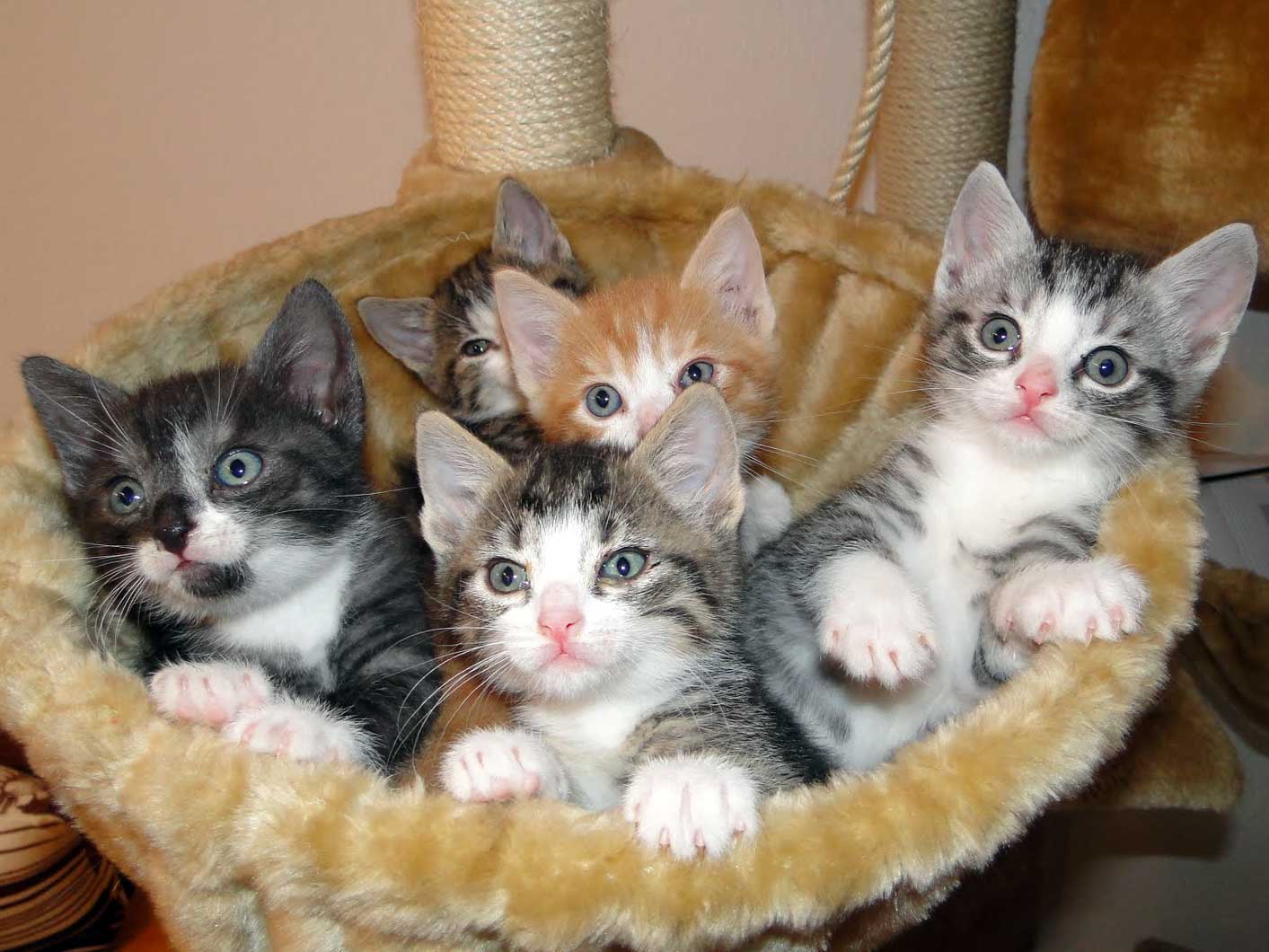 kitten.jpg