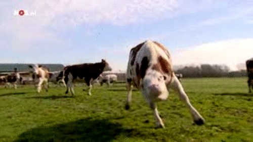 17.gif