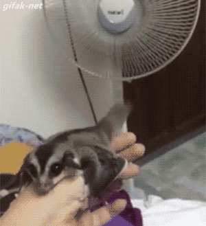 tumblr_nq97jtPZSq1s2yegdo1_400.gif