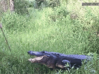 tumblr_nsc9nvuqHF1s2yegdo1_400.gif
