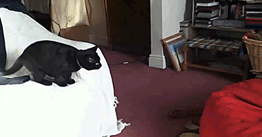 hornoxe.com_gifdump102_37.gif