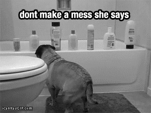 funny-dog-pug-fuck-you-animated-gif.gif