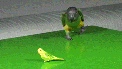 Kw62Suk.gif