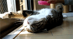 1WkM.gif