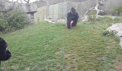 tumblr_nmy1ua80pB1s2yegdo2_400.gif