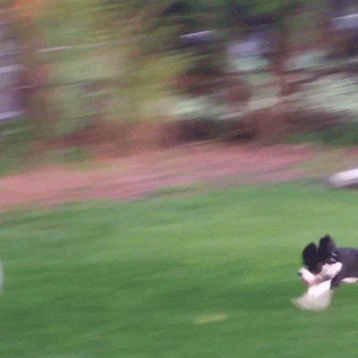 giphy.gif
