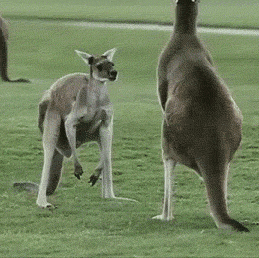 hornoxe.com_gifdump68_18.gif