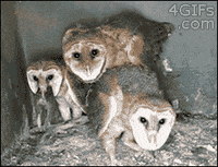 200w.gif