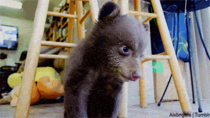 giphy.gif