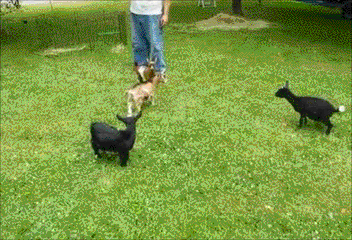 1406133319_1799099545.gif
