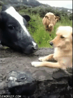 gIJqsJT.gif
