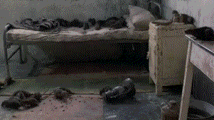 giphy.gif