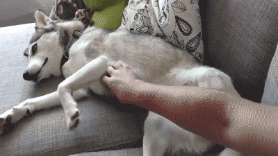 giphy.gif