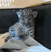 200w.gif