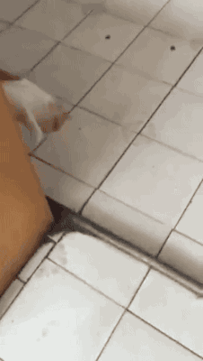 tumblr_o71320E7Ia1s02vreo2_250.gif
