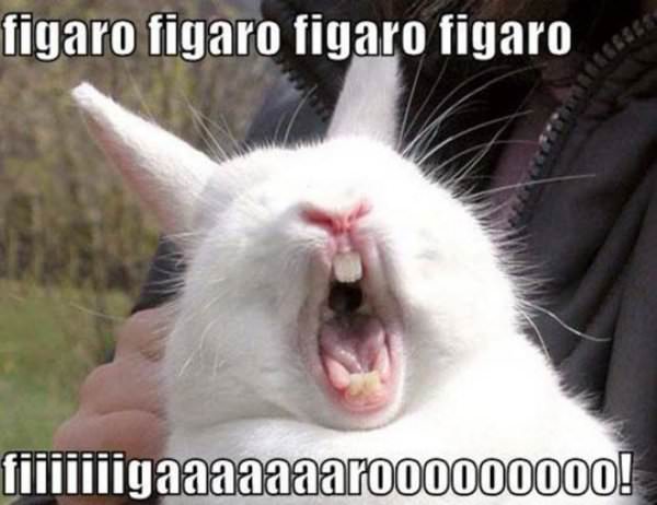 figaroooo.jpg