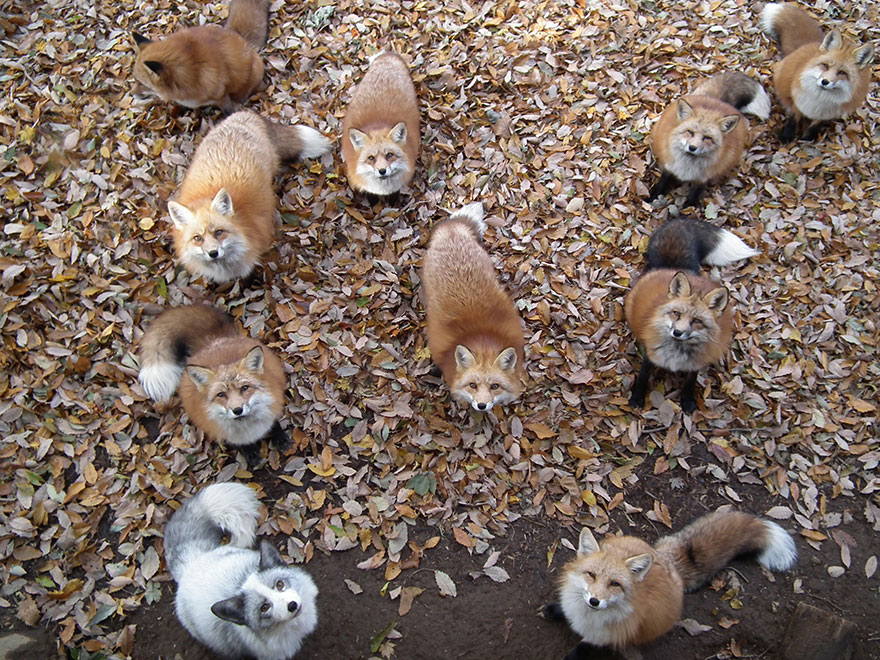 zao-fox-village-japan-34.jpg