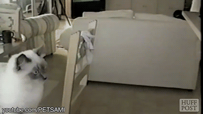 tumblr_npar9pelFz1s02vreo2_400.gif