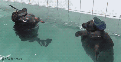 tumblr_no3c5jEyc71s2yegdo1_400.gif