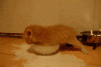 200w.gif