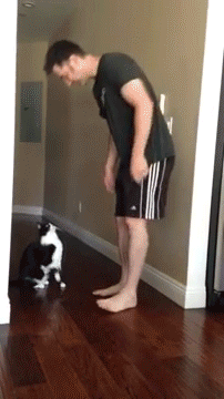 tumblr_n5fh66er7T1rc7zl1o1_250.gif
