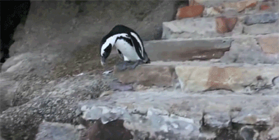 aiC0iM3.gif