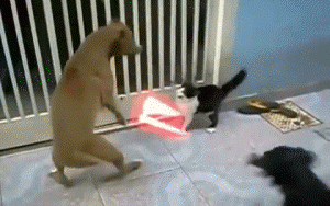 tumblr_mwzp21geMS1s5rsdao1_400.gif