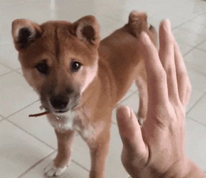 giphy.gif