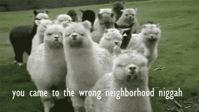 tumblr_n17ftkF3eE1t95h1uo1_400.gif