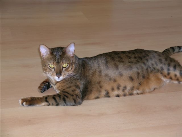 Camille_-_Bengal_cat.jpg
