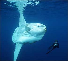 sunfish2.jpg