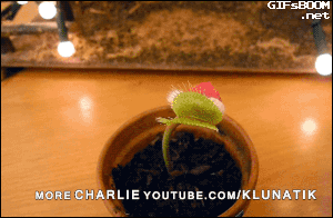 tumblr_ngvv5dPYac1s02vreo1_400.gif